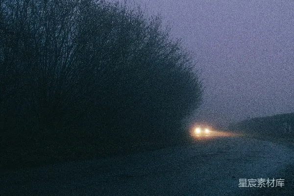 高清摄影 路旁夜间生长的树木