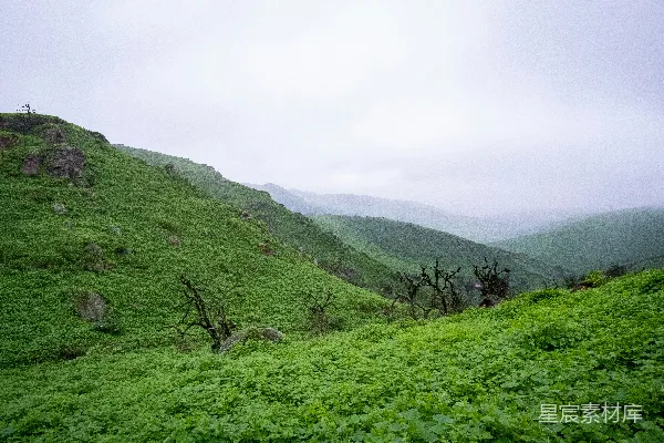 高清摄影 一片郁郁葱葱的山坡覆盖着茂密的植被