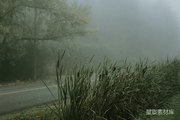 高清摄影 灰砖路旁翠绿的草地