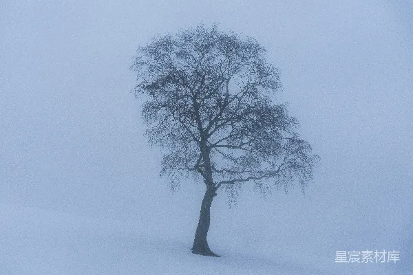 高清摄影 无叶树木下的雪地