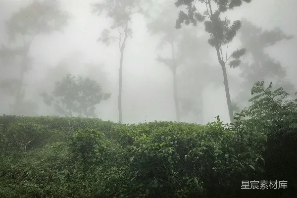 高清摄影 绿叶植物