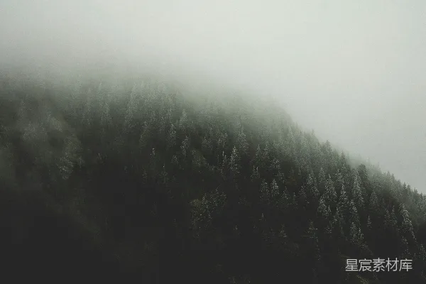 高清摄影 白天绿树映衬着蓝天