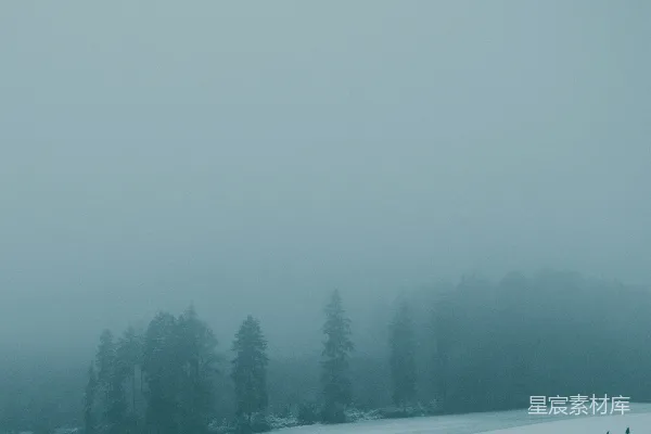 高清摄影 覆盖着白雪的青松树林