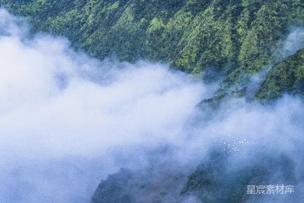 高清摄影 一棵树的森林