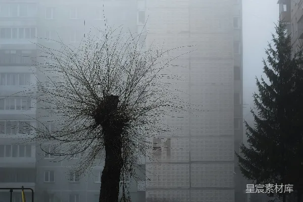 高清摄影 建筑物前面的一棵树