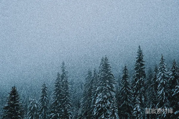 高清摄影 绿松树覆盖着白雪