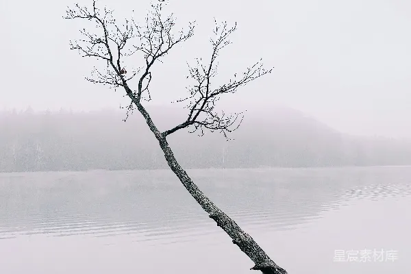 高清摄影 雾天湖边无叶的树