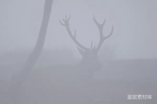 高清摄影 一只大鹿站在浓雾中，身上长着硕大的角。