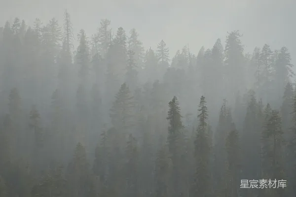 高清摄影 雾中的森林树木营造出一种忧郁而模糊的场景。