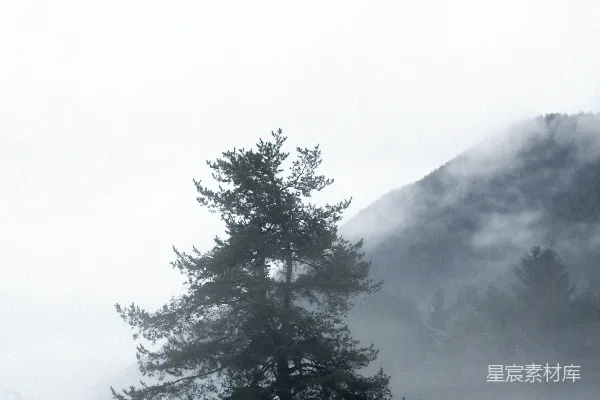 高清摄影 雪原中一棵孤树，背景是群山。