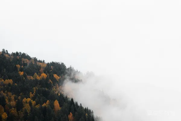 高清摄影 山林笼罩在雾中。