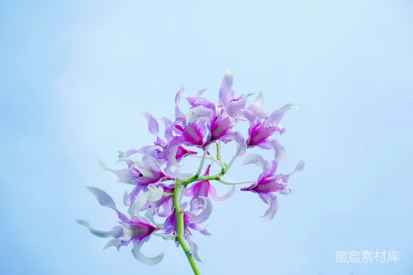 高清摄影 一朵花的特写镜头