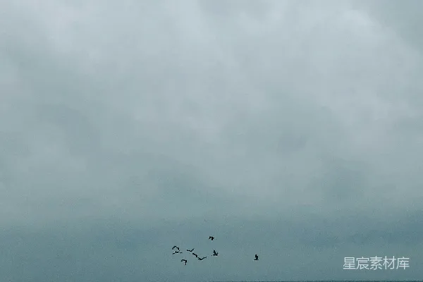 高清摄影 白天小鸟在海上飞翔