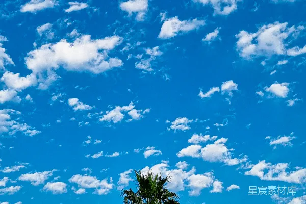 高清摄影 一棵棕榈树下的蓝天