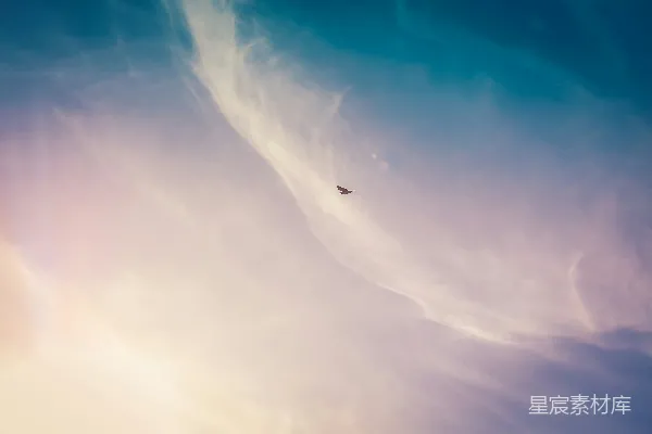 高清摄影 天空中飞翔的黑鸟