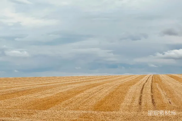 高清摄影 一大片空地上只有一棵树在中间。