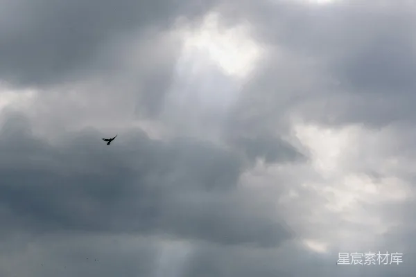 高清摄影 一只鸟在乌云密布的天空中飞翔于一个乌云密布的日子
