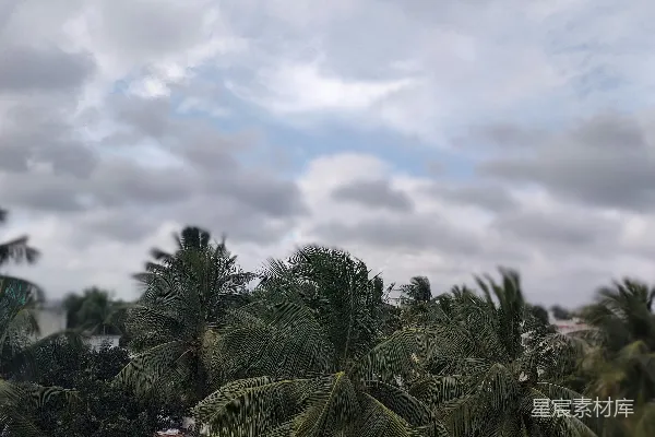 高清摄影 一些棕榈树的景象和一片蓝色屋顶的视角