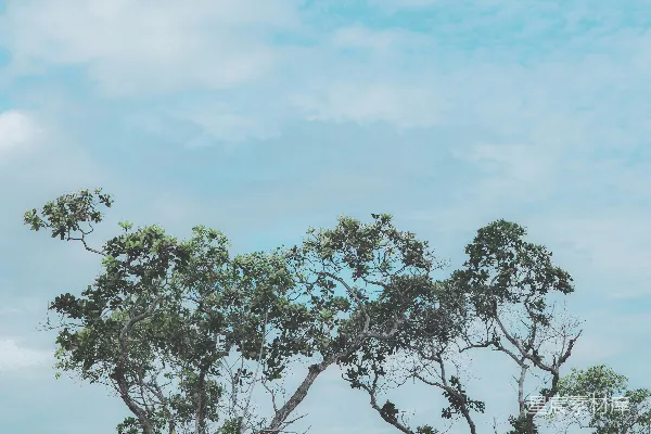 高清摄影 几只长颈鹿并排站在一片翠绿的草地上