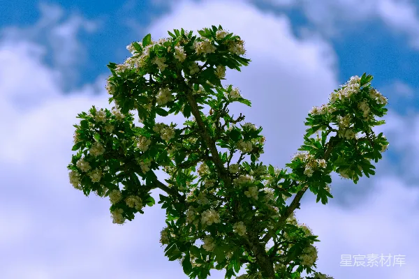 高清摄影 树前有一枝白花在蓝天下