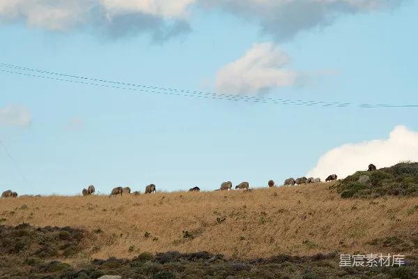高清摄影 一群动物在干草地上 grazing。