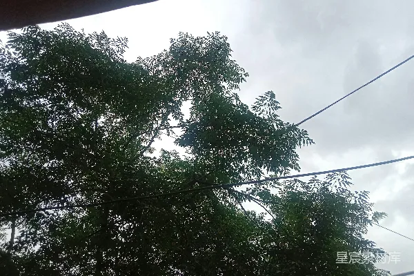 高清摄影 一只鸟停在了一条电线之上。