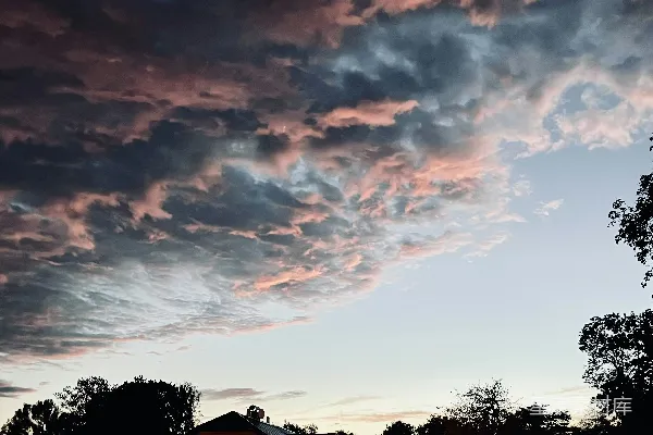 高清摄影 夕阳下的粉灰云层笼罩着树木