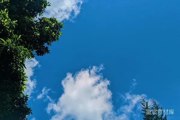 高清摄影 蓝天白云下的绿树