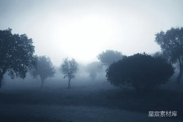 高清摄影 白天天地上绿树间 daytime green trees under a white sky