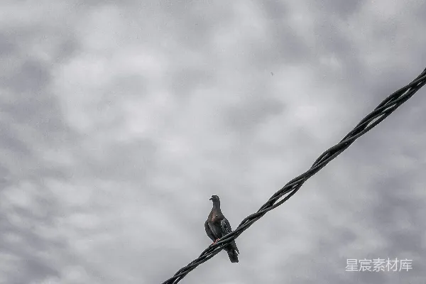 高清摄影 黑白照片中的一只鸟站在电线之上