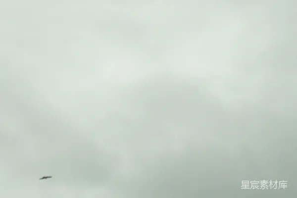 高清摄影 两只鸟在有云的天空中飞过树梢。