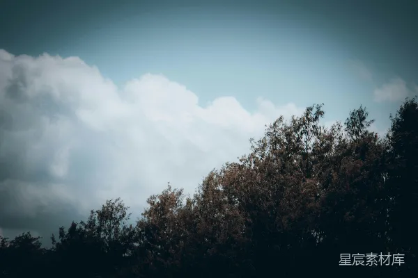 高清摄影 一群树木在云层笼罩的天空下