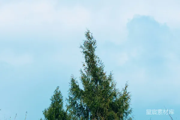 高清摄影 两棵常青树衬托着灰蓝的天空