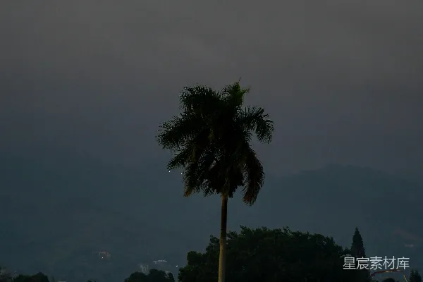 高清摄影 一棵孤独的棕榈树矗立在暗夜的天际之中。