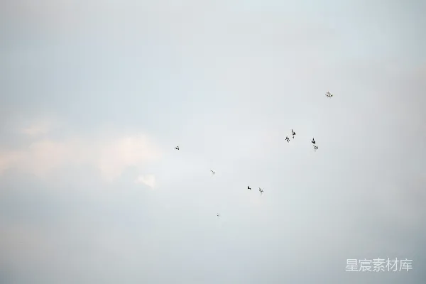 高清摄影 一群鸟在云层中的天空中飞翔