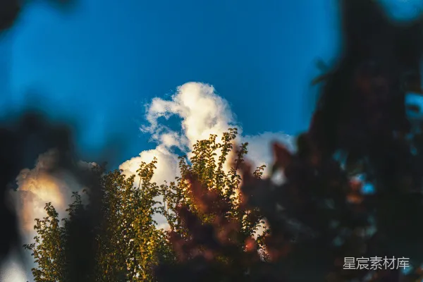 高清摄影 绿叶白云衬托着蔚蓝的天空。