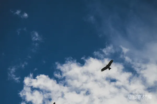 高清摄影 几只鸟在云层间蓝色天空中飞过