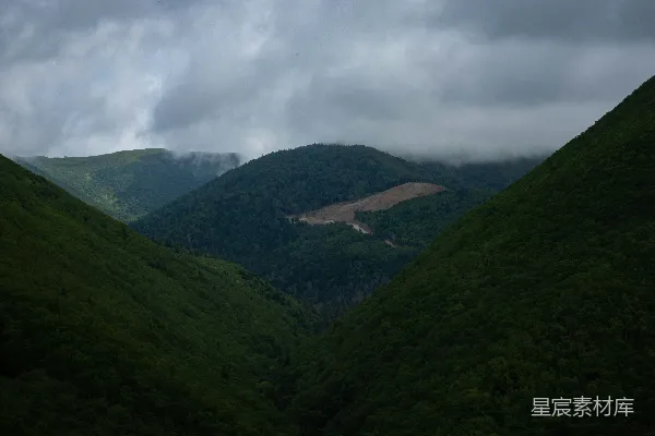 高清摄影 山谷中一片林间的景象