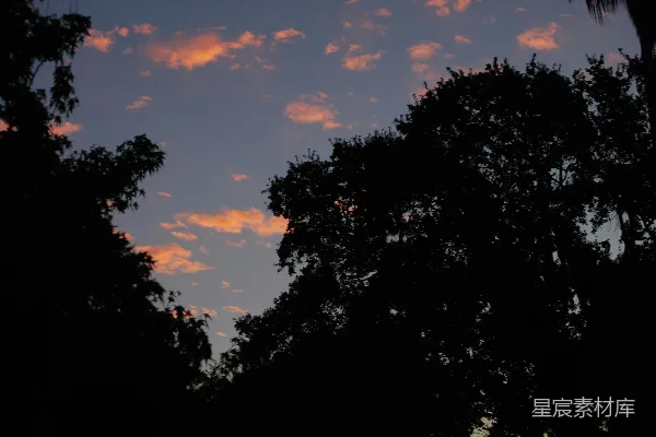 高清摄影 夕阳下的树影轮廓