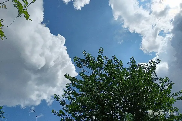 高清摄影 天空中一棵树和一些云的景象