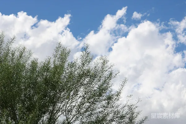 高清摄影 绿枝条在灰蓝的天空下
