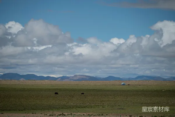 高清摄影 牛群在广阔的草地上放牧，背景是连绵的山脉。