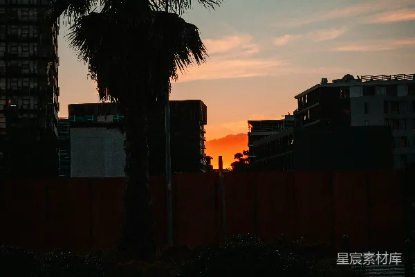 高清摄影 夕阳下的棕榈树