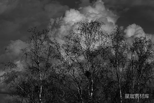 高清摄影 黑白照片中的树木和云朵
