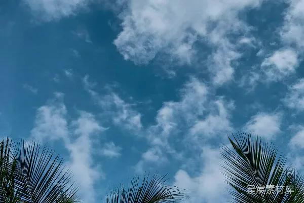 高清摄影 一片树下云层密布的棕榈树林