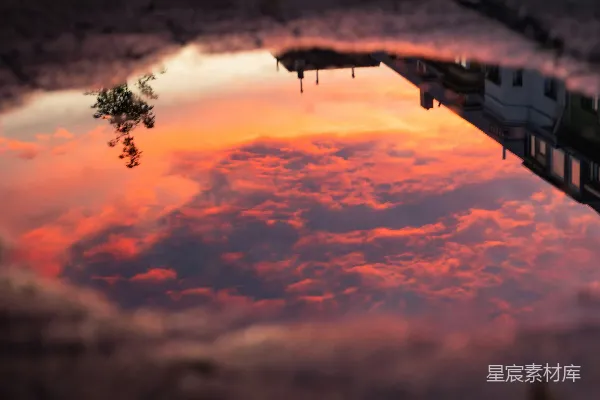 高清摄影 夕阳下的树影轮廓