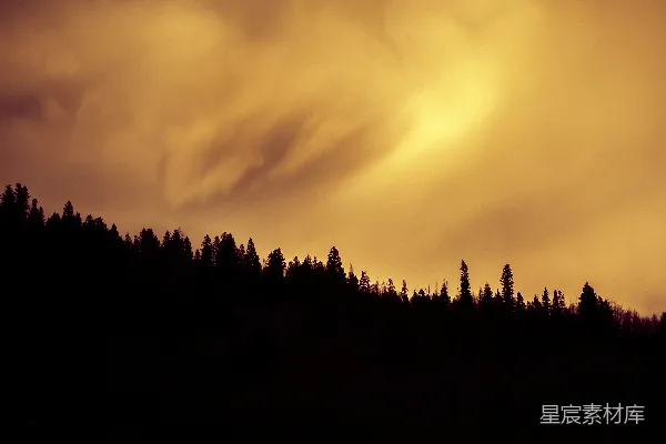 高清摄影 夕阳下的树影轮廓