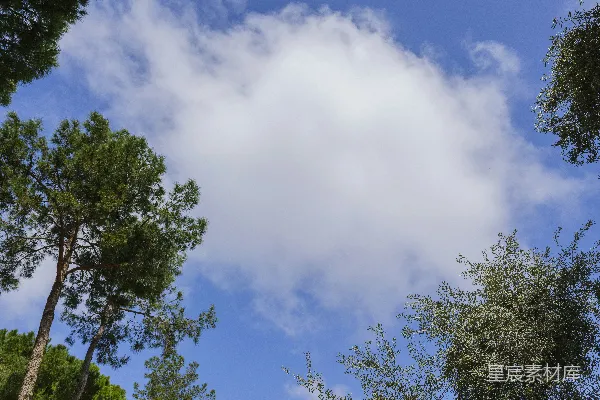 高清摄影 蓝天白云间绿树的框景