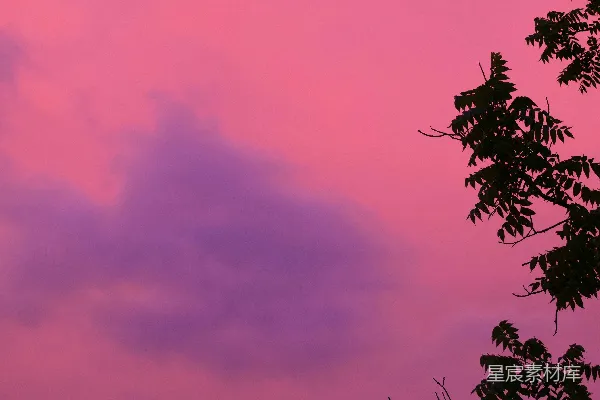 高清摄影 粉紫色的天空，带有轮廓树干的景象。