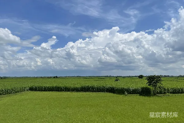 高清摄影 一大片绿色的田野